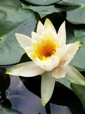 明治神宮(東京都)