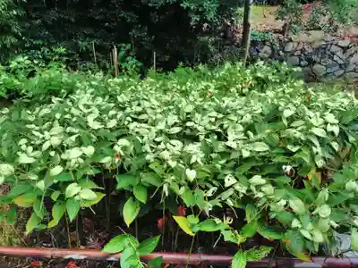 勧修寺(京都府)