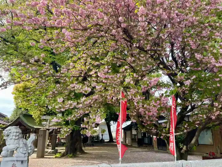 諏訪大神社 の{uncategorized: "未分類", other: "その他", undefined: "問題あり", building: "その他建物", grave: "お墓", sacred_gate: "鳥居", guardian: "狛犬", statue: "像", buddha: "仏像", history: "歴史", nature: "自然", garden: "庭園", animal: "動物", pagoda: "塔", temizu: "手水舎", mountain_gate: "山門・神門", sanctuary: "本殿・本堂", subordinate: "末社・摂社", art: "芸術", scenery: "景色", jizo: "地蔵", ema: "絵馬", goshuin: "御朱印", omikuji: "おみくじ", items: "授与品その他", amulet: "お守り", goshuincho: "御朱印帳", eats: "食事", festival: "お祭り", votive_dance: "神楽", shichigosan: "七五三参", wedding: "結婚式", experience: "体験その他", initially: "初詣", around: "周辺", anti_infection: "感染症対策"}