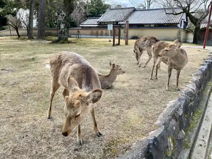 興福寺(奈良県)