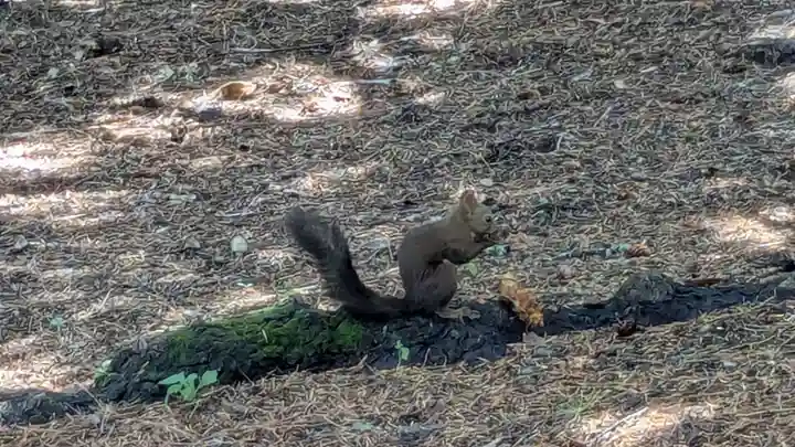 帯廣神社の動物
