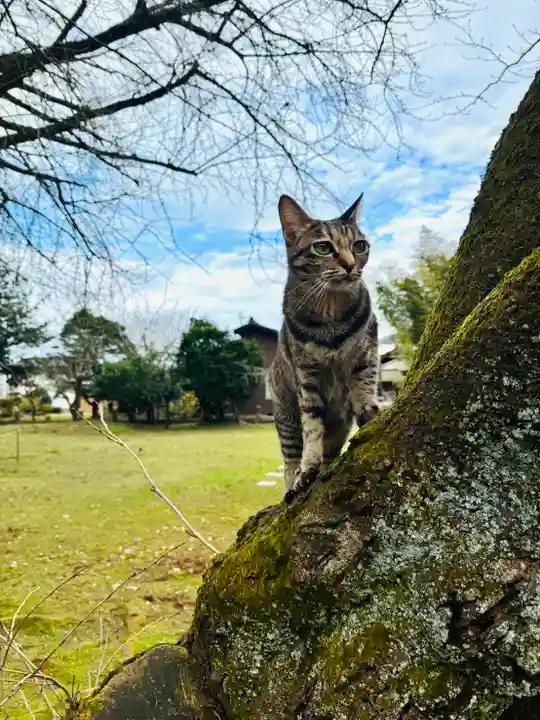 守りの神 藤基神社(新潟県)