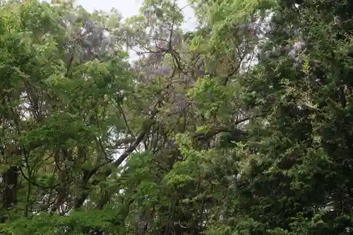 藤稲荷神社の自然