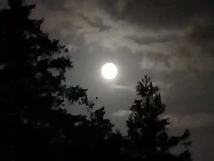 伏木香取神社の自然