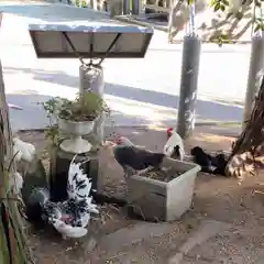 賀露神社の動物