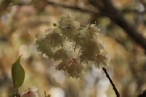 開成山大神宮の庭園