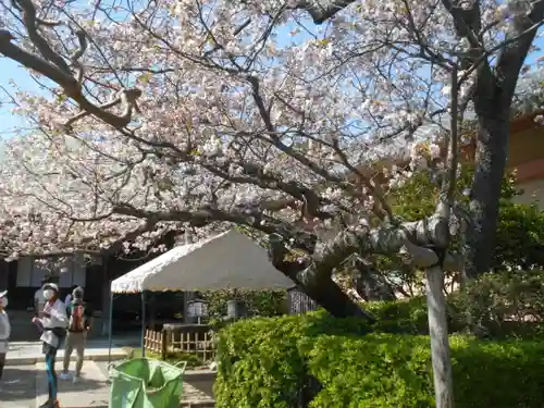 極楽寺（霊鷲山感應院極楽律寺）の自然