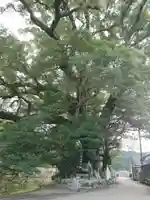 大楠神社の自然