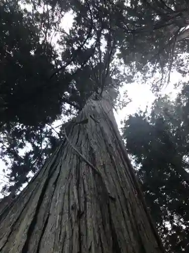 比婆山熊野神社の自然