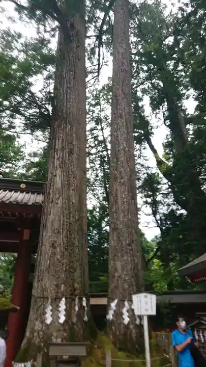 日光二荒山神社の自然