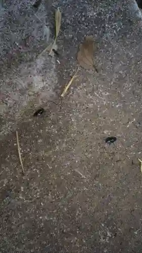 鹿島神社の動物