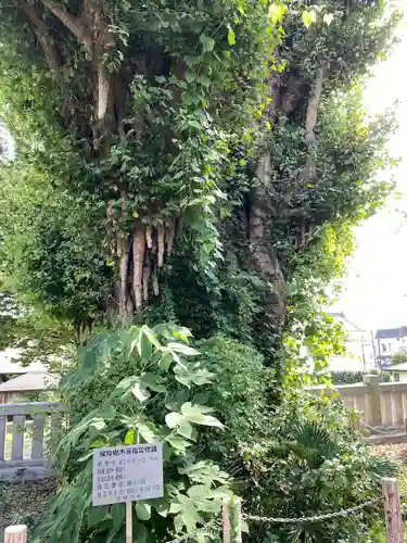 前橋八幡宮(群馬県)