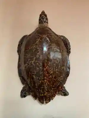 尾張大國霊神社（国府宮）(愛知県)