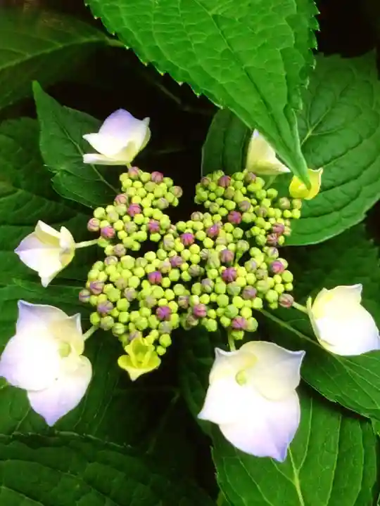 鳩森八幡神社の自然