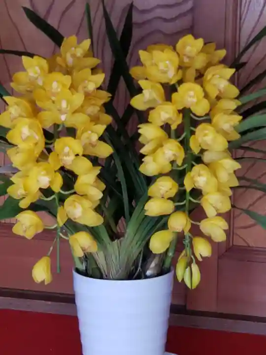 妙蓮寺(神奈川県)