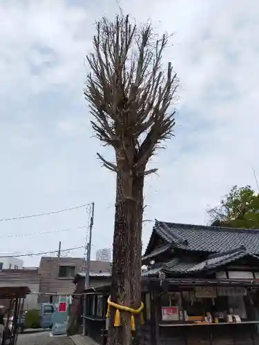 菊田神社の自然