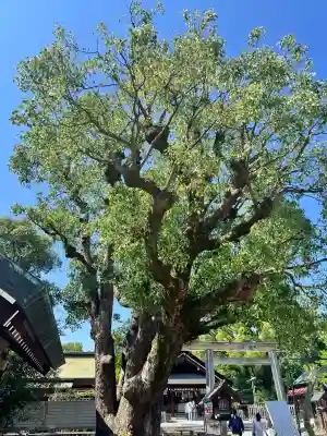 和泉國一之宮　大鳥大社(大阪府)