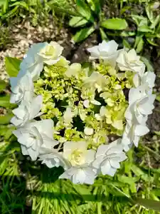 伊達神社の自然(2022年07月05日(火) 18時55分21秒投稿)