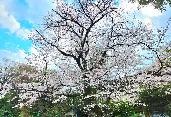 阿佐ヶ谷神明宮(東京都)