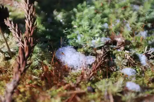 多賀神社の自然