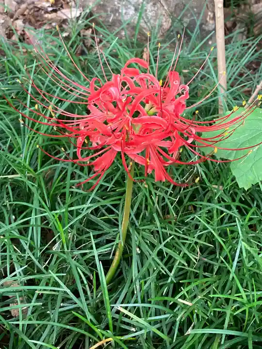 横浜 西方寺の自然
