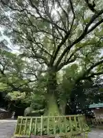 高良大社(福岡県)