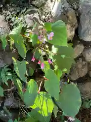 高麗神社の自然