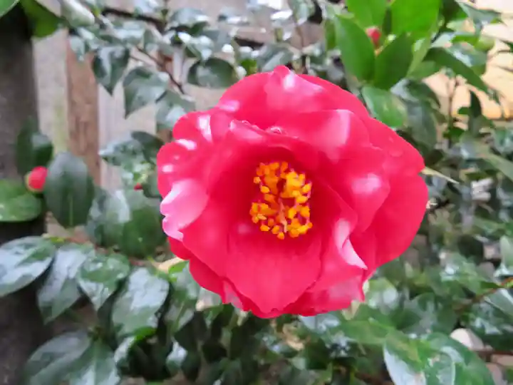 小野照崎神社の自然