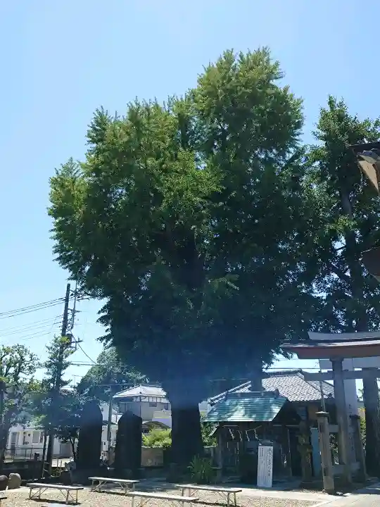 守谷総鎮守 八坂神社の{uncategorized: "未分類", other: "その他", undefined: "問題あり", building: "その他建物", grave: "お墓", sacred_gate: "鳥居", guardian: "狛犬", statue: "像", buddha: "仏像", history: "歴史", nature: "自然", garden: "庭園", animal: "動物", pagoda: "塔", temizu: "手水舎", mountain_gate: "山門・神門", sanctuary: "本殿・本堂", subordinate: "末社・摂社", art: "芸術", scenery: "景色", jizo: "地蔵", ema: "絵馬", goshuin: "御朱印", omikuji: "おみくじ", items: "授与品その他", amulet: "お守り", goshuincho: "御朱印帳", eats: "食事", festival: "お祭り", votive_dance: "神楽", shichigosan: "七五三参", wedding: "結婚式", experience: "体験その他", initially: "初詣", around: "周辺", anti_infection: "感染症対策"}
