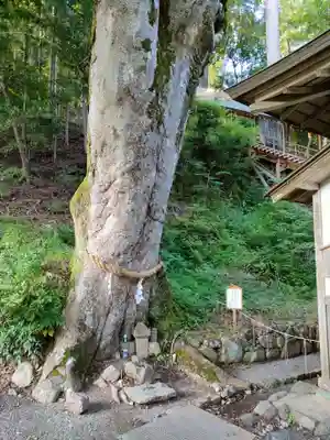 丹生川上神社（下社）の自然