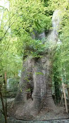 來宮神社の自然