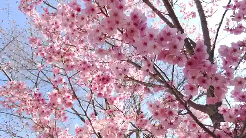 賀茂別雷神社（上賀茂神社）の自然