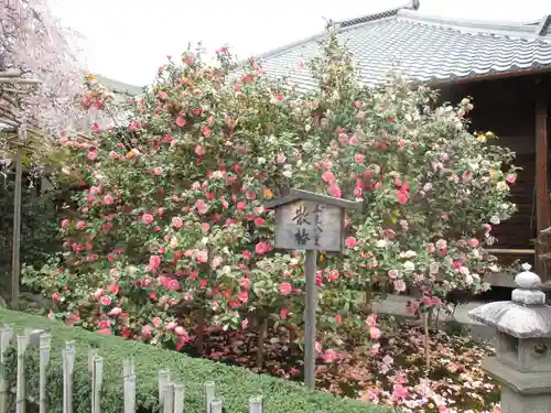 地蔵院（椿寺）の庭園