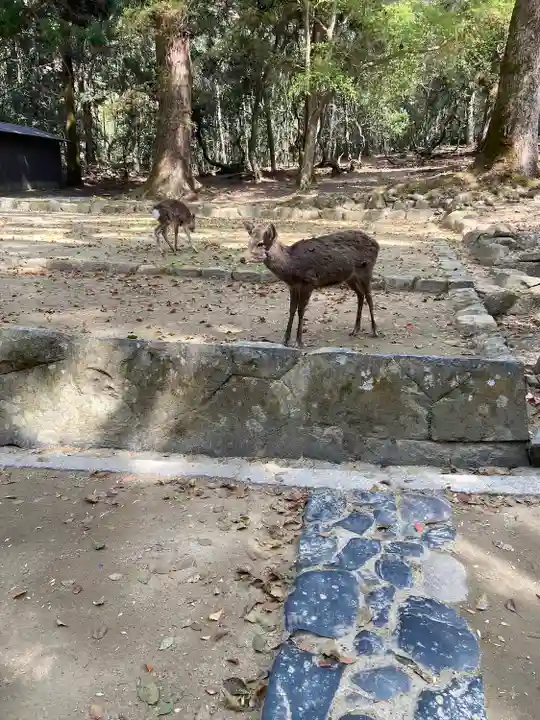 春日大社(奈良県)