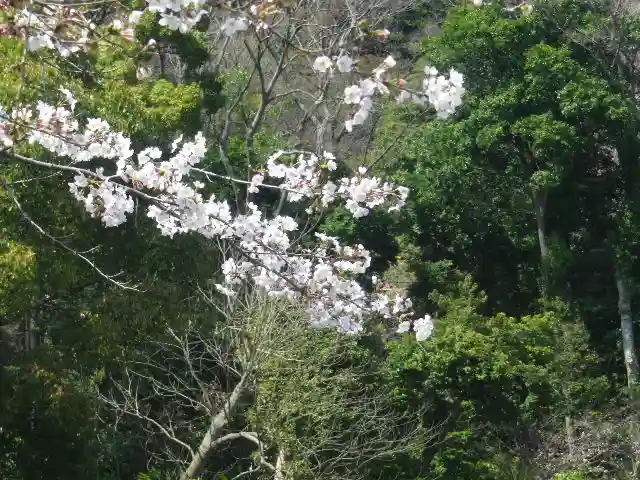 鶴岡八幡宮の自然