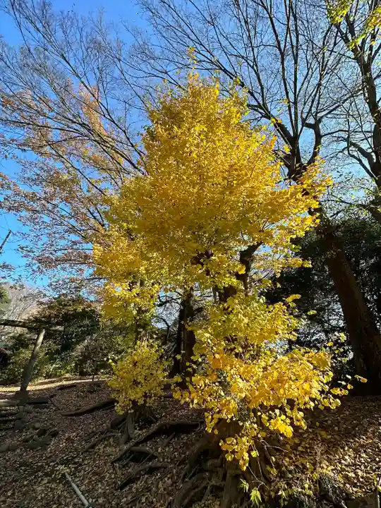 金毘羅神社の自然
