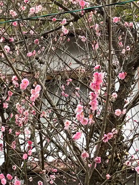 大山祇神社の自然