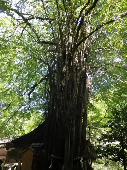 貴船神社の自然