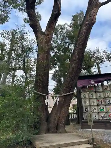 武蔵一宮氷川神社(埼玉県)