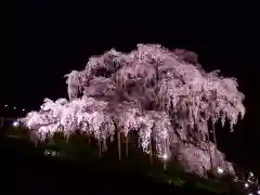 瀧桜神明宮の自然