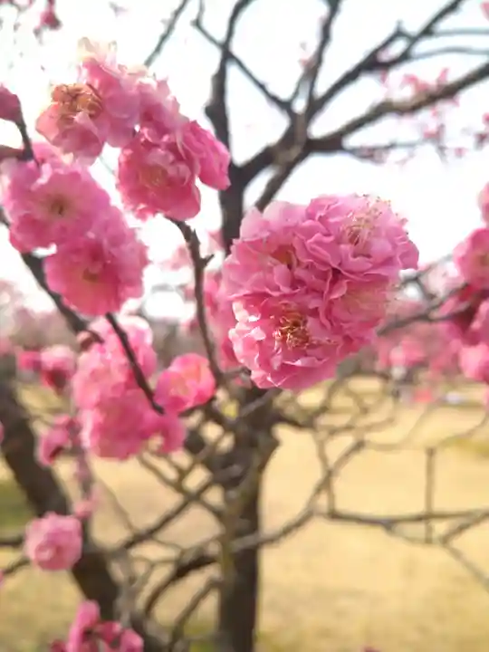 神前神社の自然