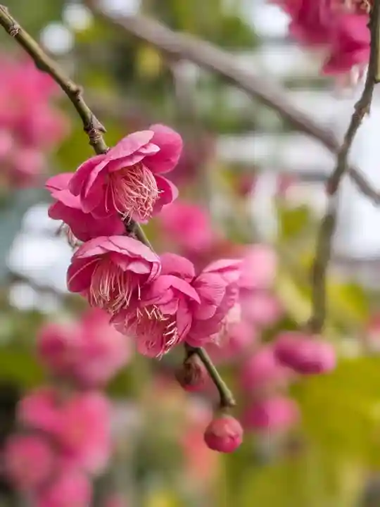 成子天神社(東京都)