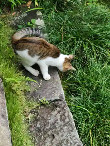 秩父札所三十二番　法性寺の動物