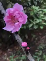 鷲宮神社の自然