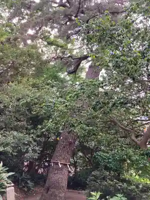 第六天神社の自然