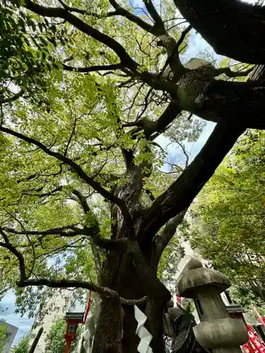 若一神社の自然