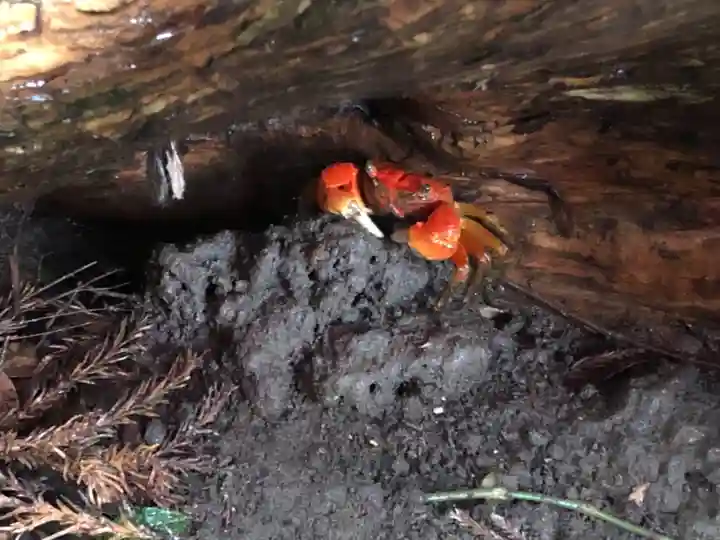 伊古奈比咩命神社の動物