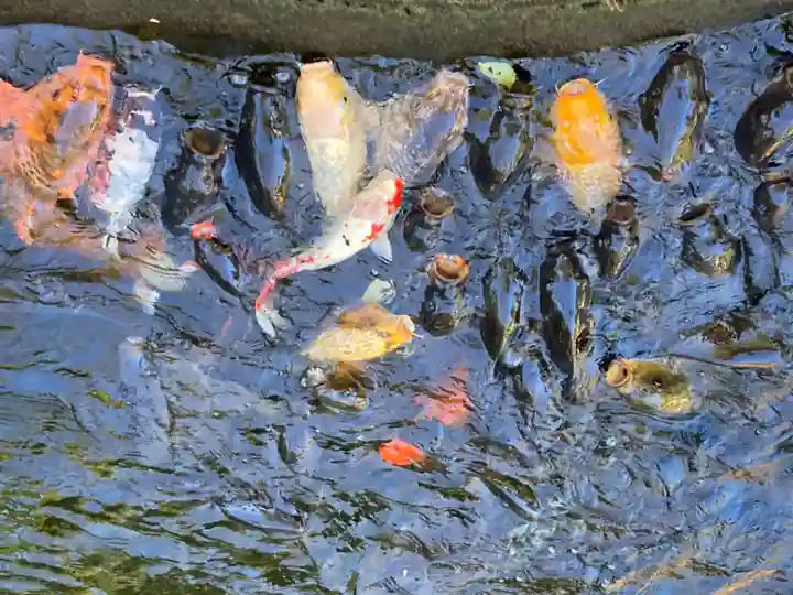 愛宕神社の動物