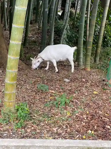 出雲大社相模分祠の動物