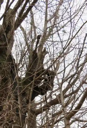 飛木稲荷神社の自然